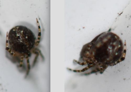 Theridion sp.